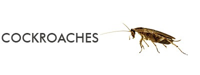 information about cockroach species